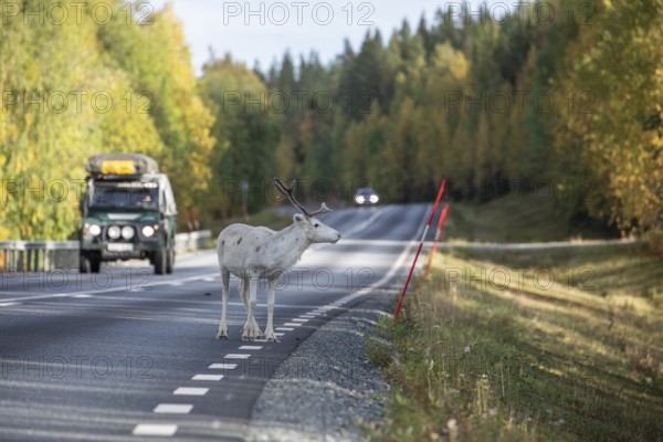 White reindeer on the road in Sweden, Lapland in autumn with cars in the background