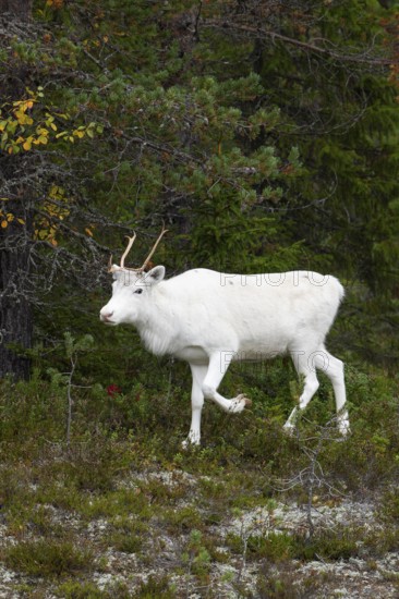 White reindeer on the edge of a forest in Sweden Lapland in autumn