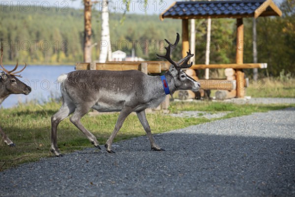 Reindeer at rest area in Lapland, Sweden