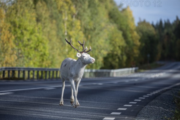 Totally relaxed white reindeer running on the street in Sweden, Lapland in autumn