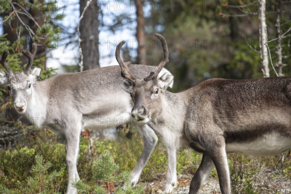 Reindeer on the edge of a forest in Swedish Lapland in autumn