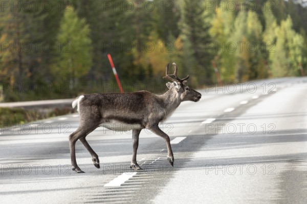 Reindeer elegantly crosses the road in northern Sweden in autumn