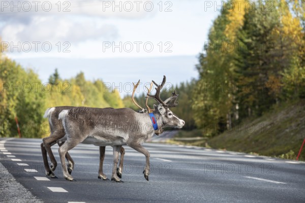 Autumn migration of reindeer on the road in northern Sweden