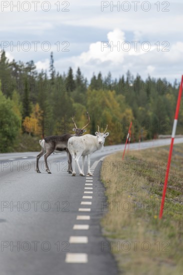 Autumn migration of reindeer on roads with traffic in northern Sweden. A reindeer urinates on the street