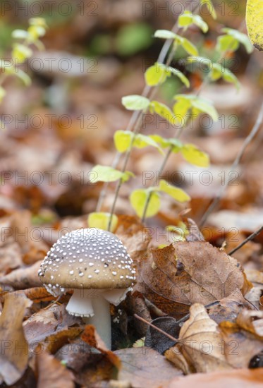Panther mushroom (Amanita pantherina, syn. Amanitaria pantherina, Agaricus pantherinus), also panther bulge, toad stool, toad sponge, Saxon death, panther bulge, close-up, mushroom, colorful autumn leaves, leaves, leaf layer, poisonous, deadly, danger, spotted, flakes, husk remains, ringed, white stem, brown hat, Velum remains, beauty, young fruit body, forest floor, deciduous forest, Deutsch Evern, Lüneburg district, Lower Saxony, Germany