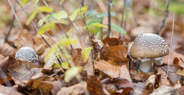 Two panther mushrooms (Amanita pantherina, syn. Amanitaria pantherina, Agaricus pantherinus), also panther bulge, toad stool, toad sponge, Saxon death, panther bulge, close-up, mushroom, colorful autumn leaves, leaves, leaf layer, poisonous, deadly, danger, spotted, flakes, husk remains, ringed, white stem, brown hat, Velum remains, beauty, young fruit body, forest floor, deciduous forest, Deutsch Evern, Lüneburg district, Lower Saxony, Germany