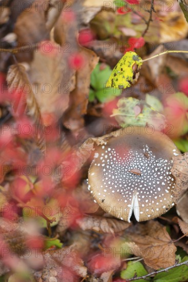 Panther mushroom (Amanita pantherina, syn. Amanitaria pantherina, Agaricus pantherinus), also panther bulge, toad stool, toad sponge, Saxon death, panther bulge, close-up, mushroom, colorful autumn leaves, leaves, leaf layer, poisonous, deadly, danger, spotted, flakes, husk remains, ringed, white stem, brown hat, Velum remains, beauty, old fruit body, forest floor, deciduous forest, Deutsch Evern, Lüneburg district, Lower Saxony, Germany