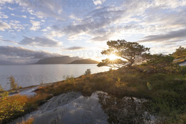 Scots pine with sun stars on the Norwegian fjord. Sunrise at Bodø, Nordland, Norway