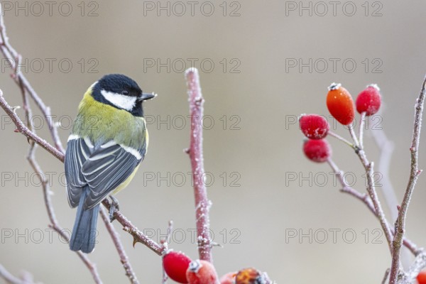 Great tit (Parus major) Germany