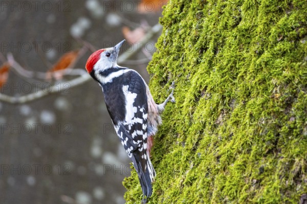 Middle woodpecker (Dendrocopus medius) Germany