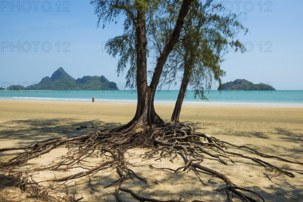 Lonely beach and ironwood trees, Casuarina Equisetifolia, Ao Manao Beach, Prachuap Khiri Khan, Prachuap Khiri Khan Province, Central Thailand, Thailand