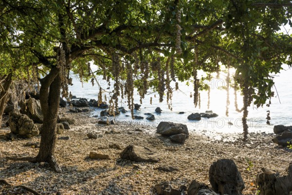 Beach with Shells, Khao Ta Mong Lai Forest Park, Prachuap Khiri Khan, Prachuap Khiri Khan Province, Central Thailand, Thailand