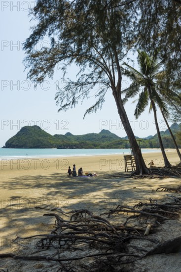 Lonely beach and ironwood trees, Casuarina Equisetifolia, Ao Manao Beach, Prachuap Khiri Khan, Prachuap Khiri Khan Province, Central Thailand, Thailand