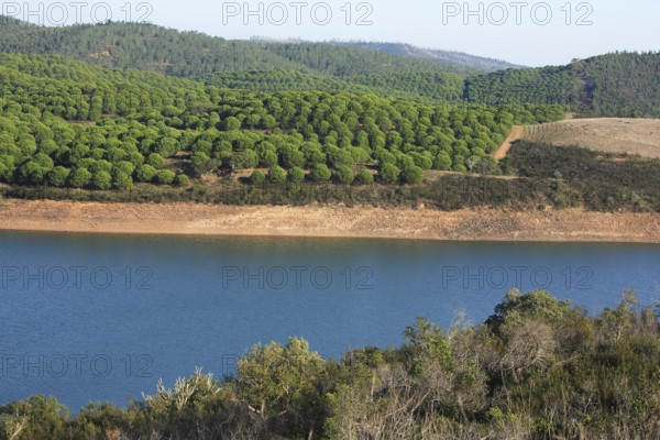 Landscape at Barragem da Bravura Reservoir with Pine Forest, Algarve, Portugal
