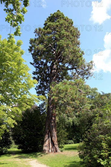 Giant sequoia, Sequoiadendron giganteum, in Putbus Castle Park on the island of Rügen, Vorpommern-Rügen district, Mecklenburg-Western Pomerania, Germany