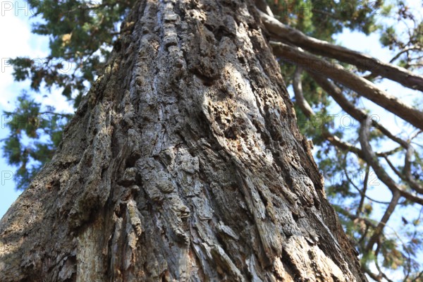 Bark, detail, giant sequoia, sequoiadendron giganteum, in Putbus Castle Park on the island of Rügen, Vorpommern-Rügen district, Mecklenburg-Western Pomerania, Germany