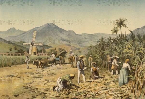 Sugar cane, cultivated on a plantation, here cutting the plant, Jamaica, around 1900, based on a painting by Thomas Nelson, illustration, reproduction from a model from the 19th century. Authentic, file restored for optimal use, exact date of submission unknown, historical