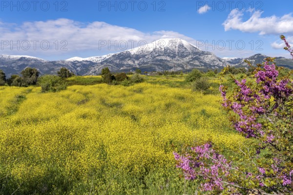 Colourful spring blossoms in front of the snow-covered Dirfys Mountains on the island of Euboea or Evia, Greece