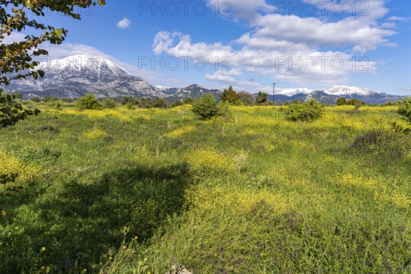 Spring flowers in front of the snow-covered Dirfys Mountains on the island of Euboea or Evia, Greece