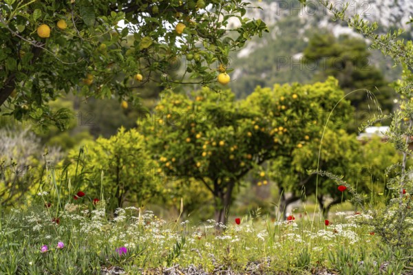 Spring flowers and lemon tree, Euboea or Evia island, Greece