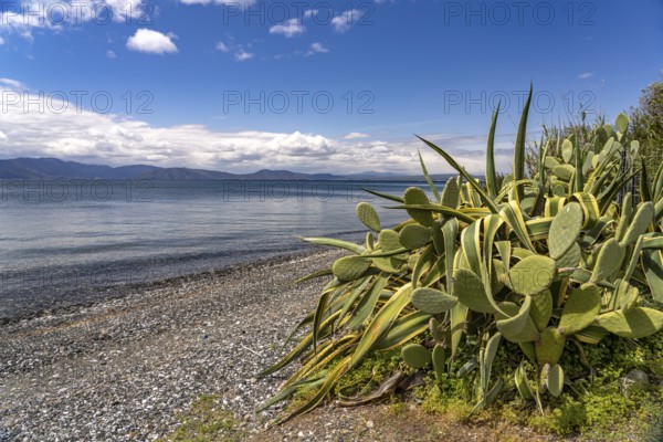 Cactus on the beach near Politika on the island of Euboea or Evia, Greece