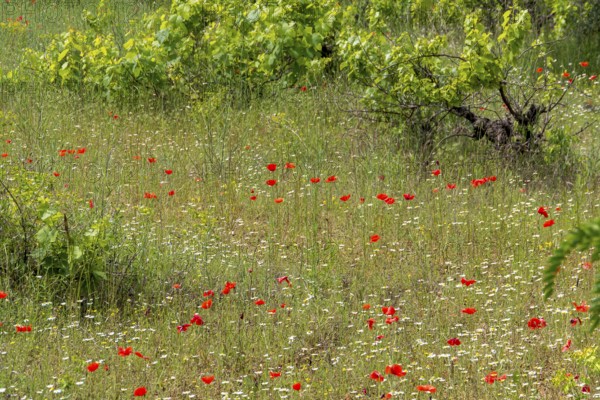 Overgrown grapevines, between poppies and chamomile, Provence, France