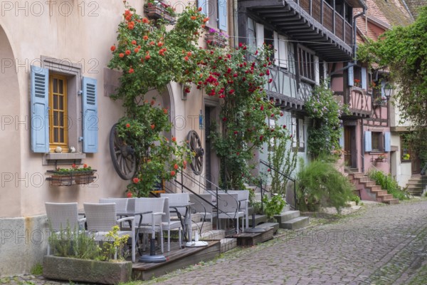 A narrow alley with a alleyway cafe, lined with traditional houses with plants and red flowers, Eguisheim, Plus Beaux Villages de France, Haut-Rhin, Alsace, France