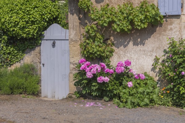 House Façade with Grapevines and Peonies, France