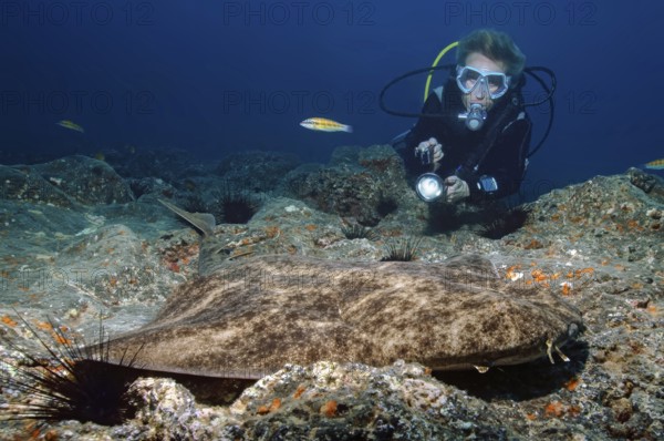 Scuba diver and Atlantic angel shark (Squatina squatina), East Atlantic Fuerteventura, Canary Islands, Spain