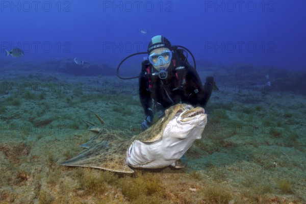 Diver looks at Atlantic angel shark (Squatina squatina) up close shark shows threatening gesture, angel shark straightens up and shows teeth and teeth, East Atlantic, Fuerteventura, Canary Islands, Spain