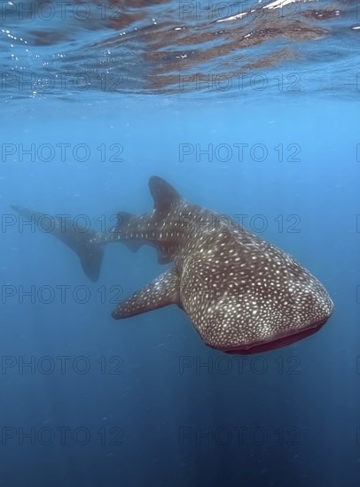 Whale shark (Rhincodon type) harmless harmless plankton-eater feeds on plankton swims through plankton-rich cloudy seawater, Indian Ocean