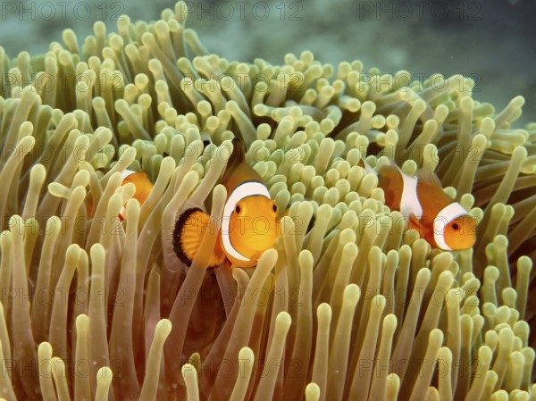 Two false clownfish (Amphiprion ocellaris) hide underwater in a living sea anemone. Close Encounters dive site, Permuteran, Bali, Indonesia