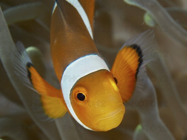 Close-up of a false clownfish (Amphiprion ocellaris) with an intensive look, surrounded by the tentacles of a sea anemone. Spice Reef Dive Site, Penyapangan, Bali, Indonesia