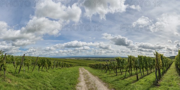 Panorama of vineyards, evening sun, Riquewihr in Alsace
