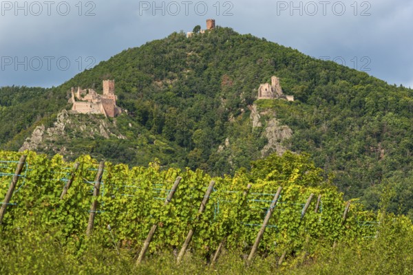 Vineyards with historic castles near Riquewihr