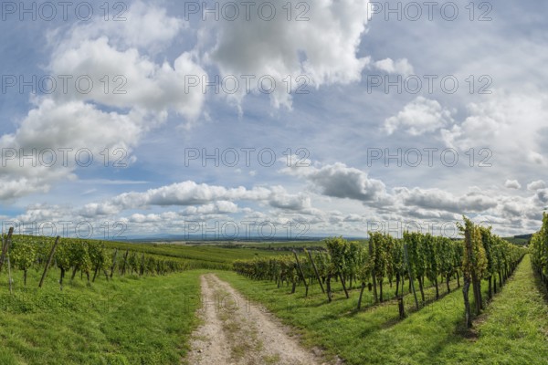 Wine-growing near Riquewihr in Alsace