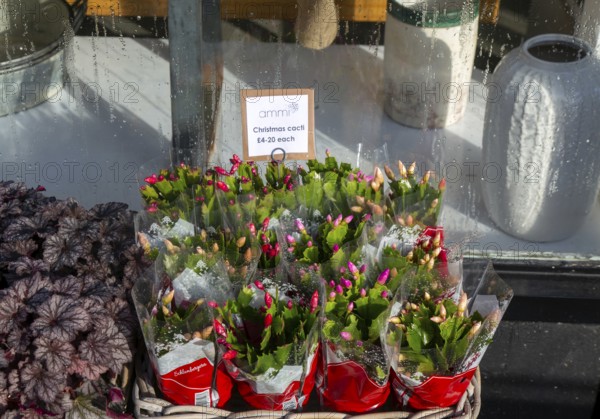Christmas cacti plants priced for sale on display outside Ammi Flowers florist shop, Devizes, Wiltshire, England, UK