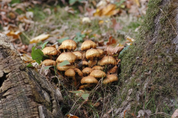 Sparry Schüppling (Pholiota squarrosa), group growing between tree trunks, North Rhine-Westphalia, Germany