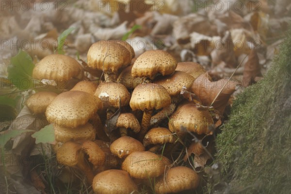 Sparry Schüppling (Pholiota squarrosa), group growing between tree trunks, with alienation, North Rhine-Westphalia, Germany