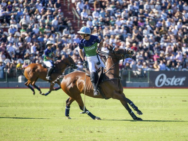Polo player Adolfo Cambiaso called Poroto from the La Natividad La Dolfina team at the 132nd Argentine Open Polo Championship (Spanish 132nd Abierto Argentino de Polo de Palermo) at the Polo Stadium in Buenos Aires, Argentina
