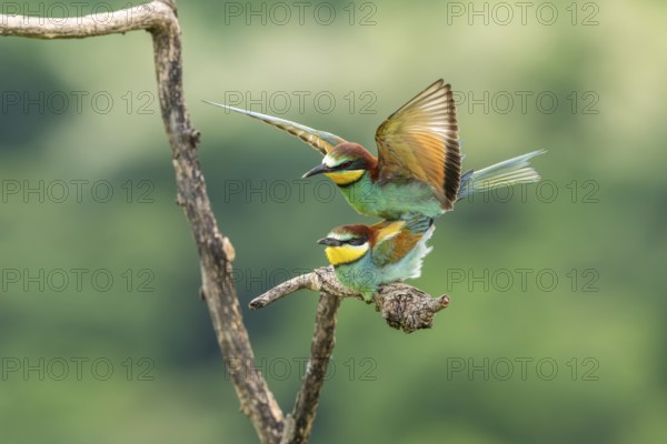 Bee-eater (Merops apiaster), birds copulating on branches, Ormoz, Slovenia
