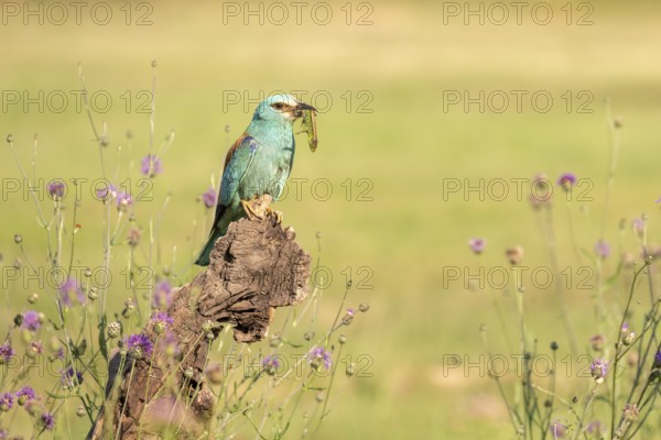 Blue racke (Coracias garrulus), bird, on a tree trunk with an owdish in its beak, Kiskunsag National Park, Hungary