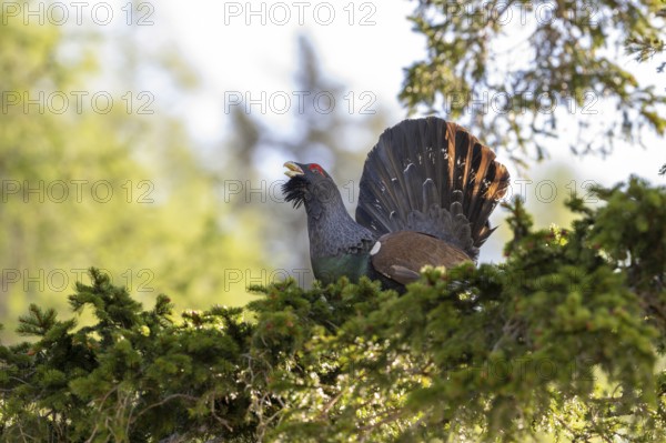 Grouse (Tetrao urogallus), bird, courting on a tree, Koroska, Slovenia