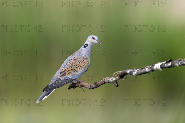 Lovebird (Streptopelia turtur), bird, sitting on branch, sideways, Subotica, Serbia