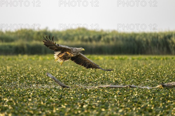 White-tailed eagle (Haliaeetus albicilla), bird, departing from Ast, Danube Delta, Romania