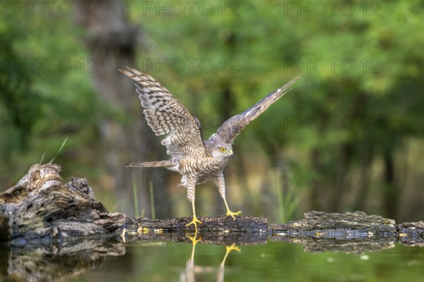Sparrowhawk (Accipter nisus), near waterhole, with reflection, Kiskunsag, Hungary