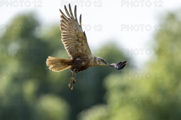 Harrier (Circus aeruginosus), bird, flying with frog in the clutches, Danube Delta, Romania