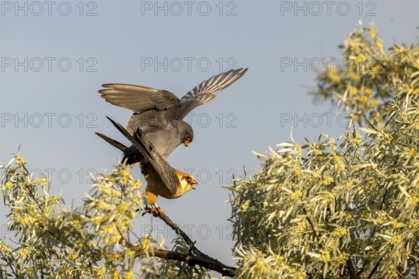 Red-footed falcon (Falco verspertinus), bird copulating on tree, Kiskunsag National Park, Hungary