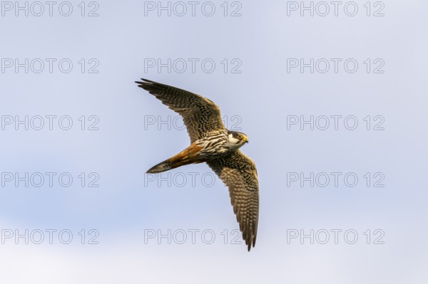 Tree falcon (Falco subbuteo) flying, Danube Delta, Romania