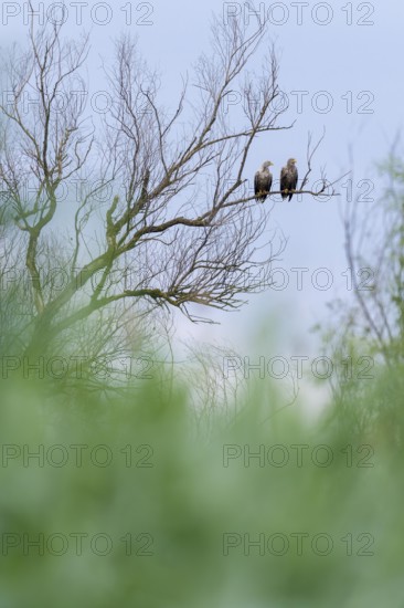 Two sea eagles (Haliaeetus albicilla), bird sitting on tree, Danube Delta, Romania